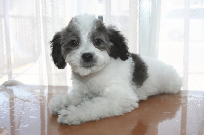 トイプードル白黒パーティー（ホワイト＆ブラック）の子犬オス、生後3ヶ月画像