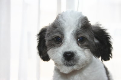トイプードル白黒パーティー（ホワイト＆ブラック）の子犬オス、生後3ヶ月画像