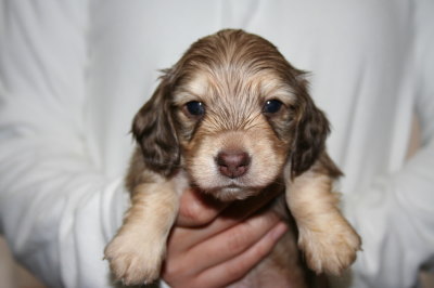 ミニチュアダックスシェイデッドクリームの子犬オス、生後4週間画像