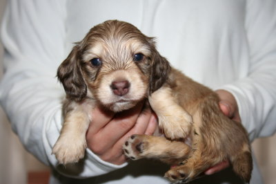 ミニチュアダックスシェイデッドクリームの子犬オス、生後4週間画像