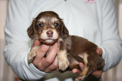 ミニチュアダックスチョコクリームの子犬メス、生後4週間画像
