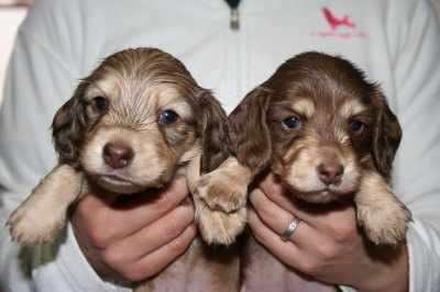 ミニチュアダックスシェイデッドクリームオスとチョコクリームメスの子犬、生後3週間画像