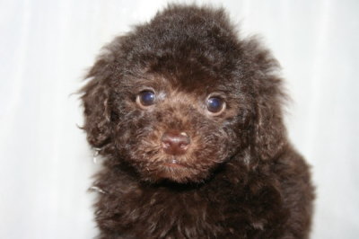 ブラウンメスのトイプードル子犬、生後50日画像