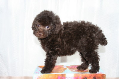 ブラウンメスのトイプードル子犬、生後50日画像