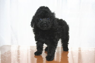 ブラック(黒色)メスのトイプードル子犬、生後50日画像