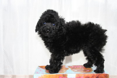 ブラック(黒色)メスのトイプードル子犬、生後50日画像