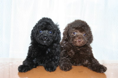 ブラック(黒色)メスとブラウンメスのトイプードル子犬、生後50日画像