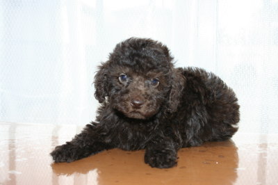 ブラウンオスのトイプードル子犬、生後50日画像
