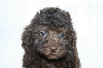 ブラウンオスのトイプードル子犬、生後50日画像