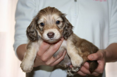 ミニチュアダックスシェイデッドクリームの子犬オス、生後5週間画像