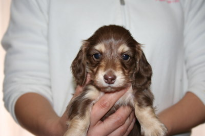 ミニチュアダックスチョコクリームの子犬メス、生後5週間画像