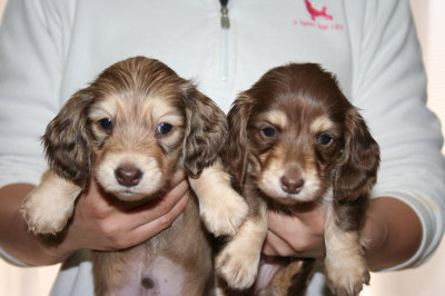 ミニチュアダックスシェイデッドクリームオスとチョコクリームメスの子犬、生後5週間画像