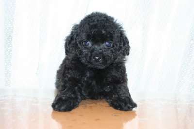 黒色(ブラック)トイプードルの子犬オス、生後7週間画像