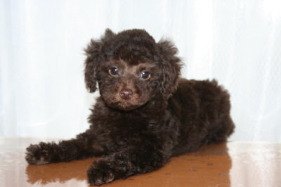 トイプードルブラウンの子犬メス、生後2ヶ月画像