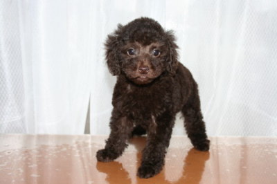 トイプードルブラウンの子犬メス、生後2ヶ月画像