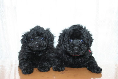 トイプードルブラック(黒色)の子犬メス2頭、生後7週間画像