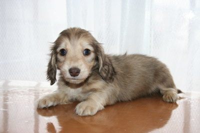 ミニチュアダックスシェイデッドクリームの子犬オス、生後6週間画像