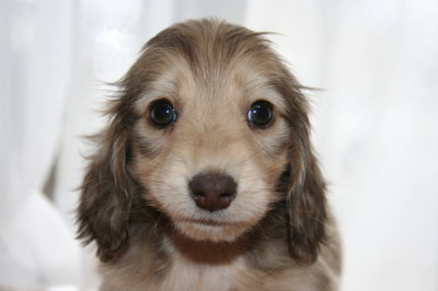 ミニチュアダックスシェイデッドクリームの子犬オス、生後6週間画像