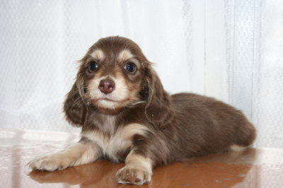 ミニチュアダックスチョコクリームの子犬メス、生後6週間画像