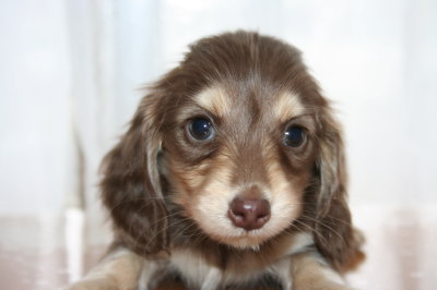 ミニチュアダックスチョコクリームの子犬メス、生後6週間画像