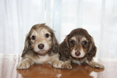 ミニチュアダックスシェイデッドクリームオスとチョコクリームメスの子犬、生後6週間画像