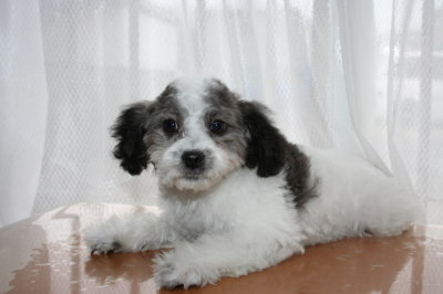 トイプードル白黒パーティーカラーの子犬オス、生後3ヶ月半画像