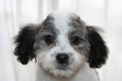トイプードル白黒パーティーカラーの子犬オス、生後3ヶ月半画像