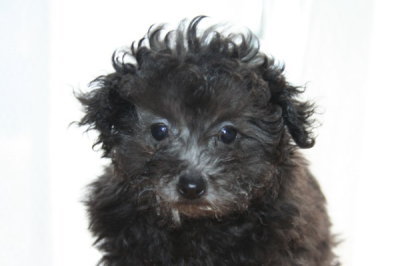 ティーカッププードルシルバー(グレー)の子犬メス、生後2ヶ月半画像