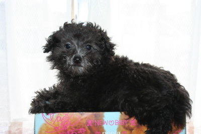 ティーカッププードルシルバー(グレー)の子犬メス、生後2ヶ月半画像