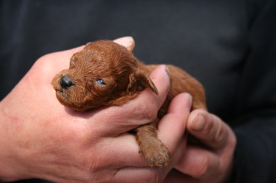トイプードルレッドの子犬メス、生後2週間画像