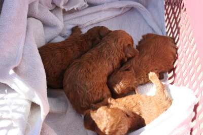 トイプードルレッドの子犬メス4頭、生後2週間画像