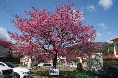 河津桜画像