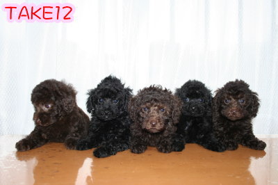 トイプードルブラウンブラック(黒色)の子犬、異母兄弟姉妹犬画像