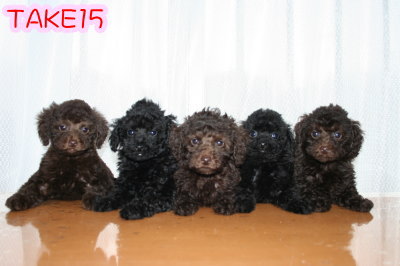 トイプードルブラウンブラック(黒色)の子犬、異母兄弟姉妹犬画像