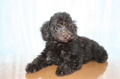トイプードルブラウンの子犬メス、生後2ヶ月半画像