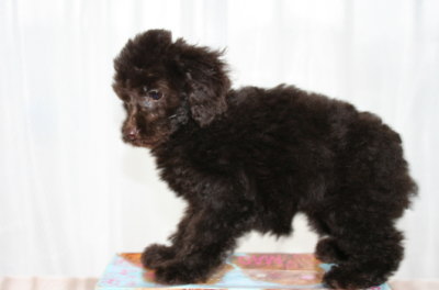 トイプードルブラウンの子犬メス、生後2ヶ月半画像