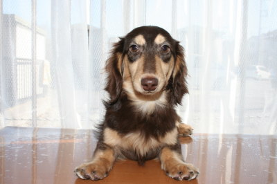 ミニチュアダックスチョコクリーの子犬オス、生後8ヶ月画像