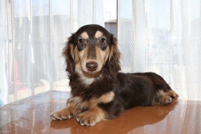 ミニチュアダックスチョコクリーの子犬オス、生後8ヶ月画像