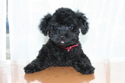 トイプードルブラック(黒色)の子犬メス、生後２ヶ月半画像