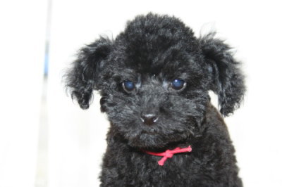トイプードルブラック(黒色)の子犬メス、生後２ヶ月半画像