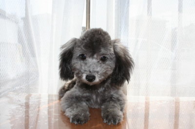 トイプードルシルバー(グレー)の子犬オス、生後5ヶ月画像