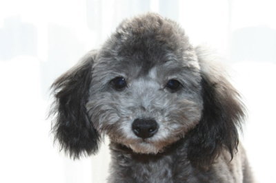 トイプードルシルバー(グレー)の子犬オス、生後5ヶ月画像