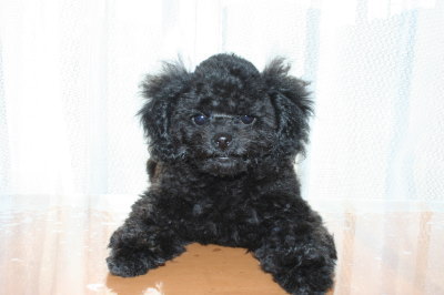 トイプードルブラック(黒色)の子犬メス、生後2ヶ月半画像