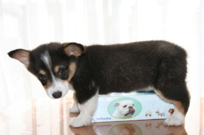 ウェルシュコーギートライカラーの子犬メス、生後3ヶ月画像
