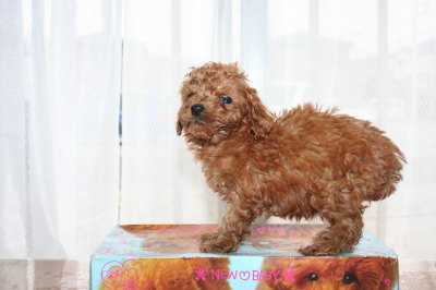 ティーカッププードルレッドの子犬メス、生後6週画像