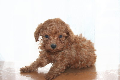 タイニープードルレッドの子犬メス、生後6週画像