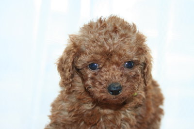 タイニープードルレッドの子犬メス、生後6週画像