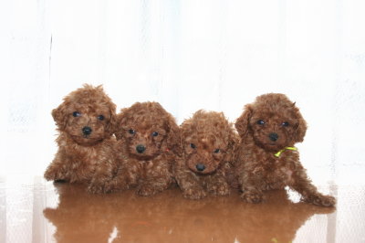 トイプードルレッドの子犬メス姉妹犬4頭、生後6週画像