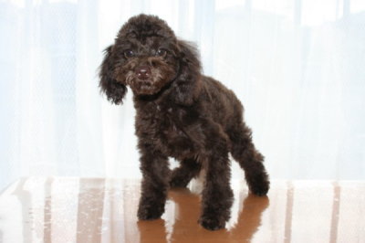 トイプードルブラウンの子犬メス、生後3ヶ月画像
