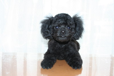 トイプードルブラック(黒色)の子犬メス、生後3ヶ月画像